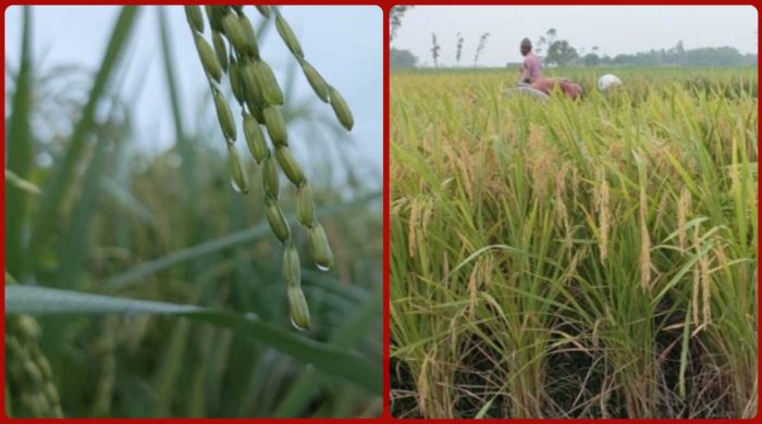 ঠাকুরগাঁওয়ে শীতের আগমনী বার্তা শিশিরবিন্দু জানান দিচ্ছে , শীত এল বলে !