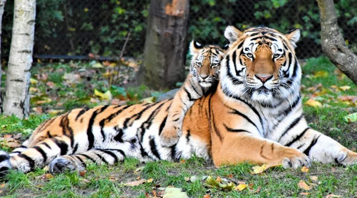 সুন্দরবনে বাঘের সংখ্যা কত, জানা গেল জরিপে